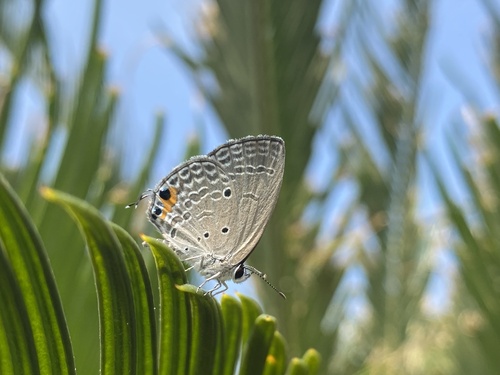 Luthrodes pandava peripatria