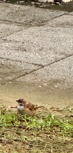Eurasian Tree Sparrow