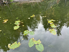 Nuphar variegata