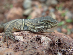 Sceloporus dugesii