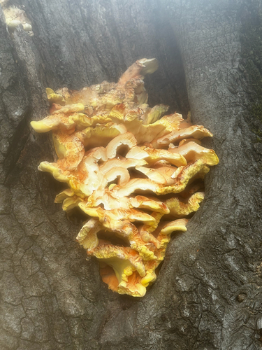 Western Hardwood Sulphur Shelf