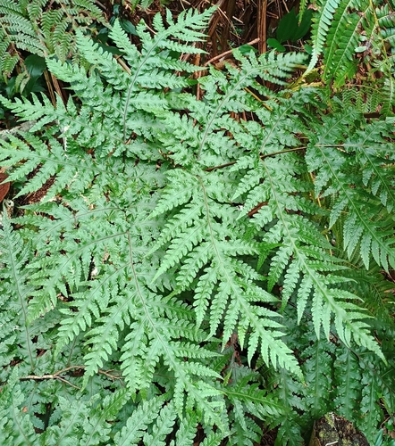 Tectaria gaudichaudii observed 2026-09-20