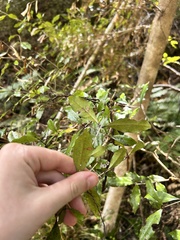 Syzygium maire
