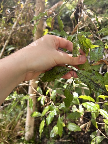 Syzygium maire, photograph 3