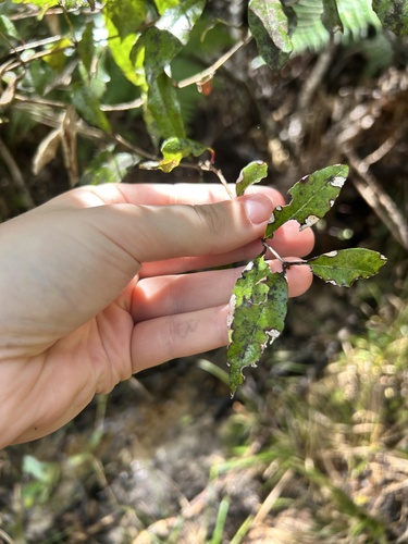 Syzygium maire, photograph 4