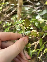 Syzygium maire, photograph (c) Tia McNicholl, some rights reserved (CC BY)