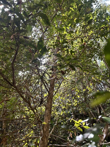Syzygium maire, photograph 6