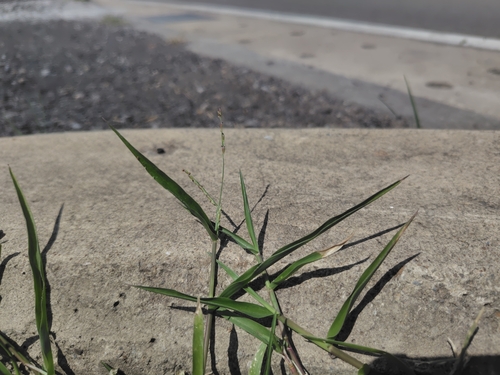 Urochloa subquadripara observed 2026-09-21