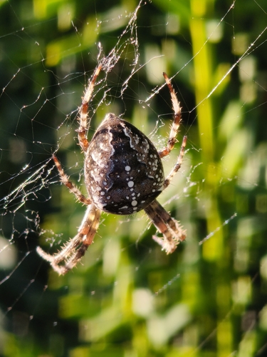 Cross Orbweaver