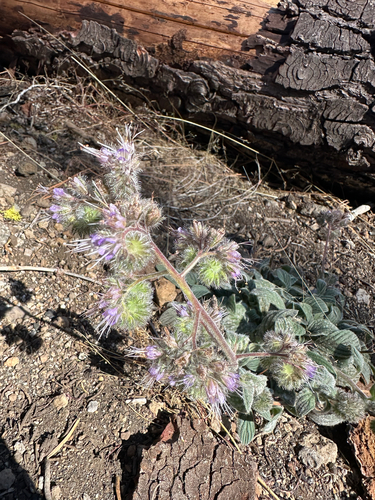 Phacelia heterophylla, 2026-09-19