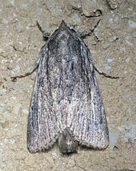 Oncocnemidinae
