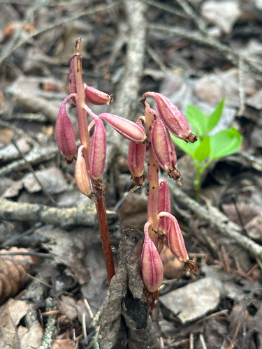 Corallorhiza maculata, photograph 1