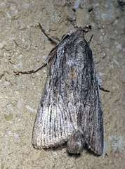 Oncocnemidinae
