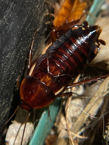 Turkestan Cockroach
