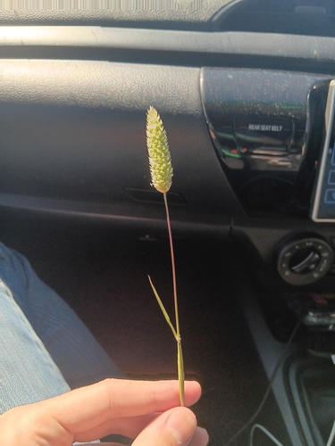 Canarygrasses