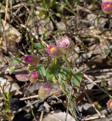 (c) Carmon, some rights reserved (CC BY-SA) Rhodanthe manglesii, photograph (c) Carmon, some rights reserved (CC BY-SA)