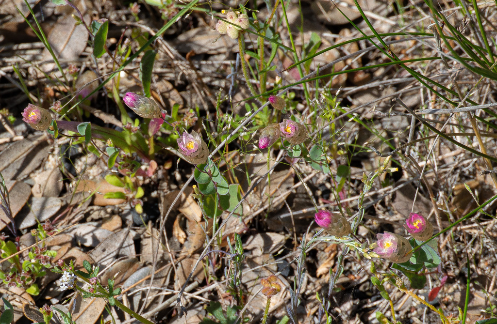 Rhodanthe manglesii; photograph (c) Carmon, some rights reserved (CC BY-SA)