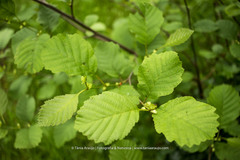 Alnus lusitanica