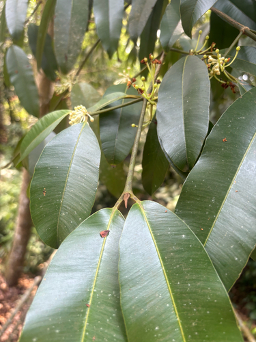 Calophyllum soulattri observed 2026-09-21