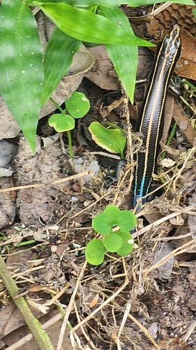 Shanghai Elegant Skink