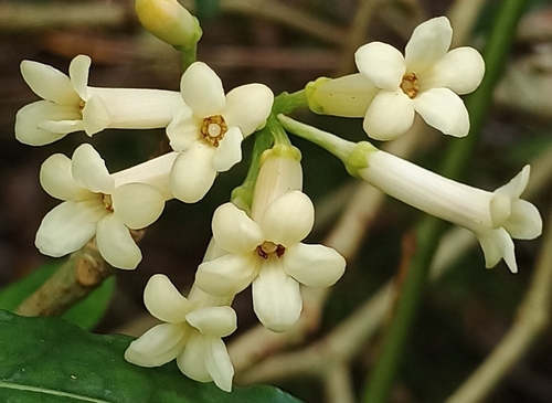 Pittosporum glabrum observed 2026-09-20
