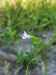 Wahlenbergia marginata