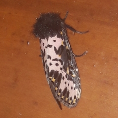 Xanthopastis timais