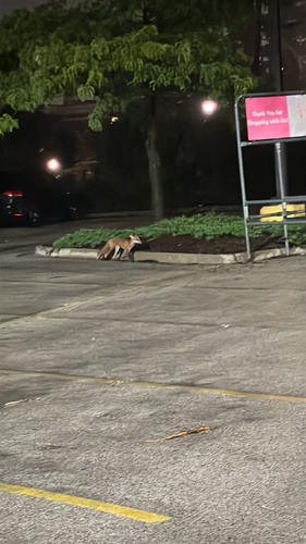 Red Fox