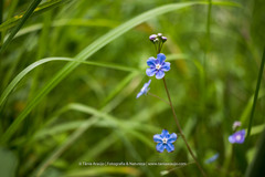 Omphalodes nitida