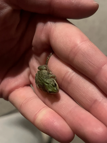 Boreal Chorus Frog