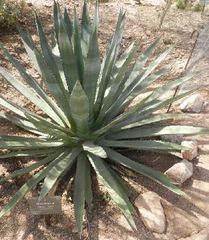 Agave murpheyi