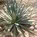 Agave murpheyi - Photo (c) c michael hogan, algunos derechos reservados (CC BY-NC-SA), subido por c michael hogan
