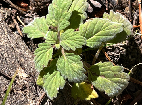 Phacelia hydrophylloides observed 2026-09-13