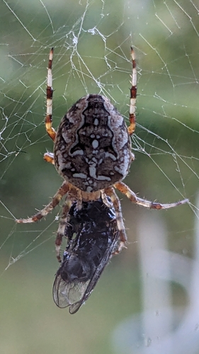Cross Orbweaver