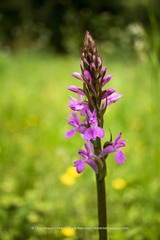 Dactylorhiza elata