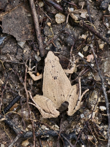 Dark-sided Chorus Frog