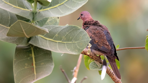 Laughing Dove