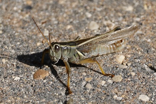 Two-striped Grasshopper