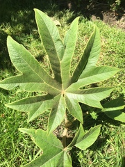 Tetrapanax