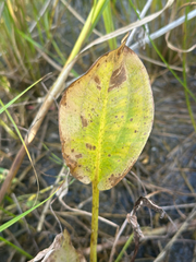 Alisma triviale