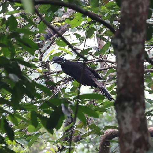 Bushy-crested Hornbill