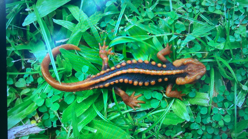 Chiang Mai Crocodile Newt