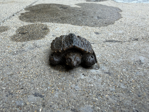 Common Snapping Turtle