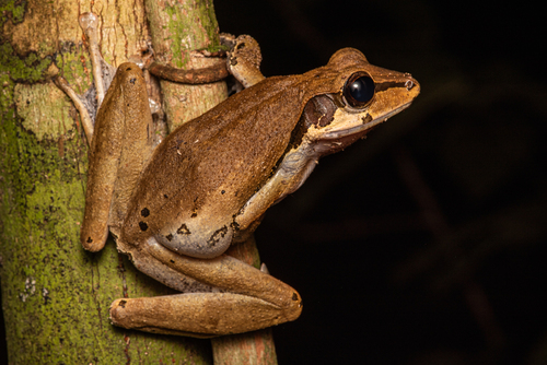 Polypedates macrotis, 2026-09-20