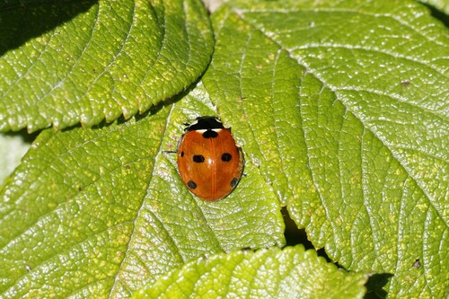 Seven-spotted Lady Beetle