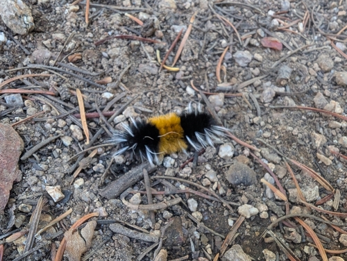 Spotted Tussock Moth