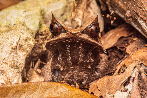 Megophrys nasuta observed 2026-09-20