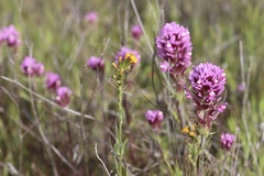 Castilleja exserta