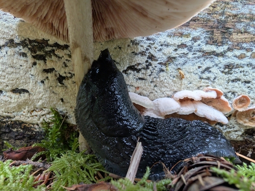 Black Slug