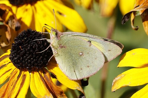 Clouded Sulphur